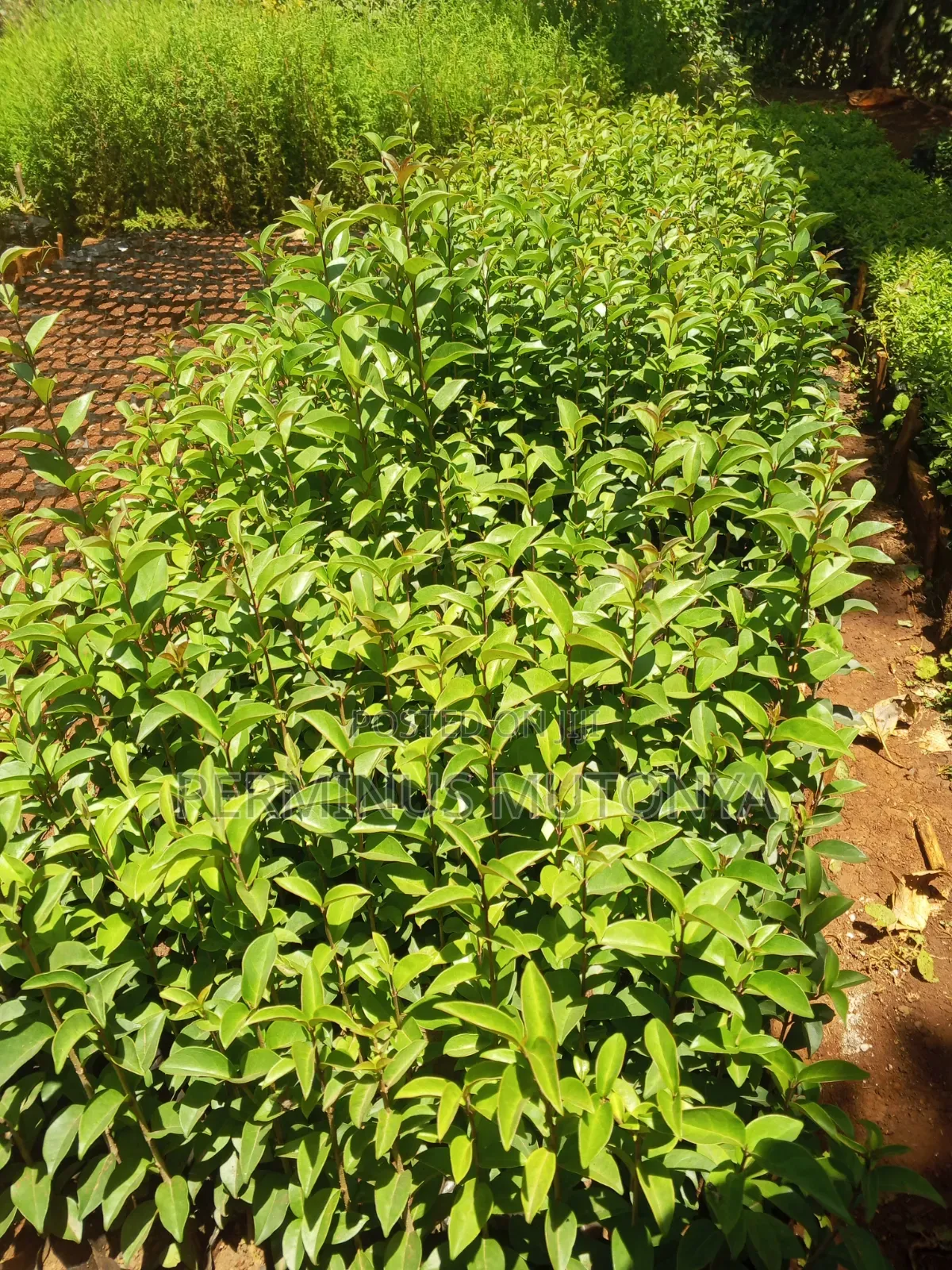 Japonica Hedge Seedlings