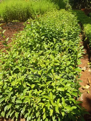 Japonica Hedge Seedlings