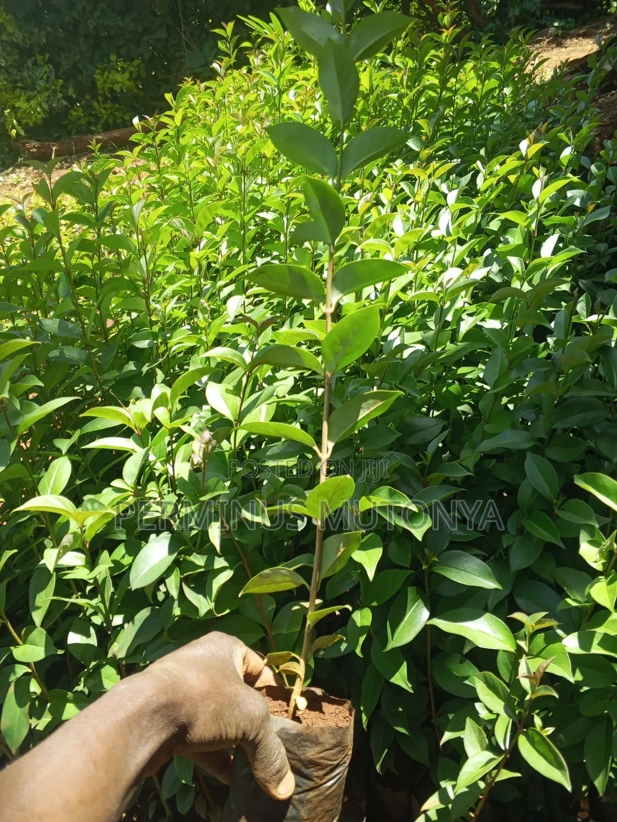 Japonica Hedge Seedlings