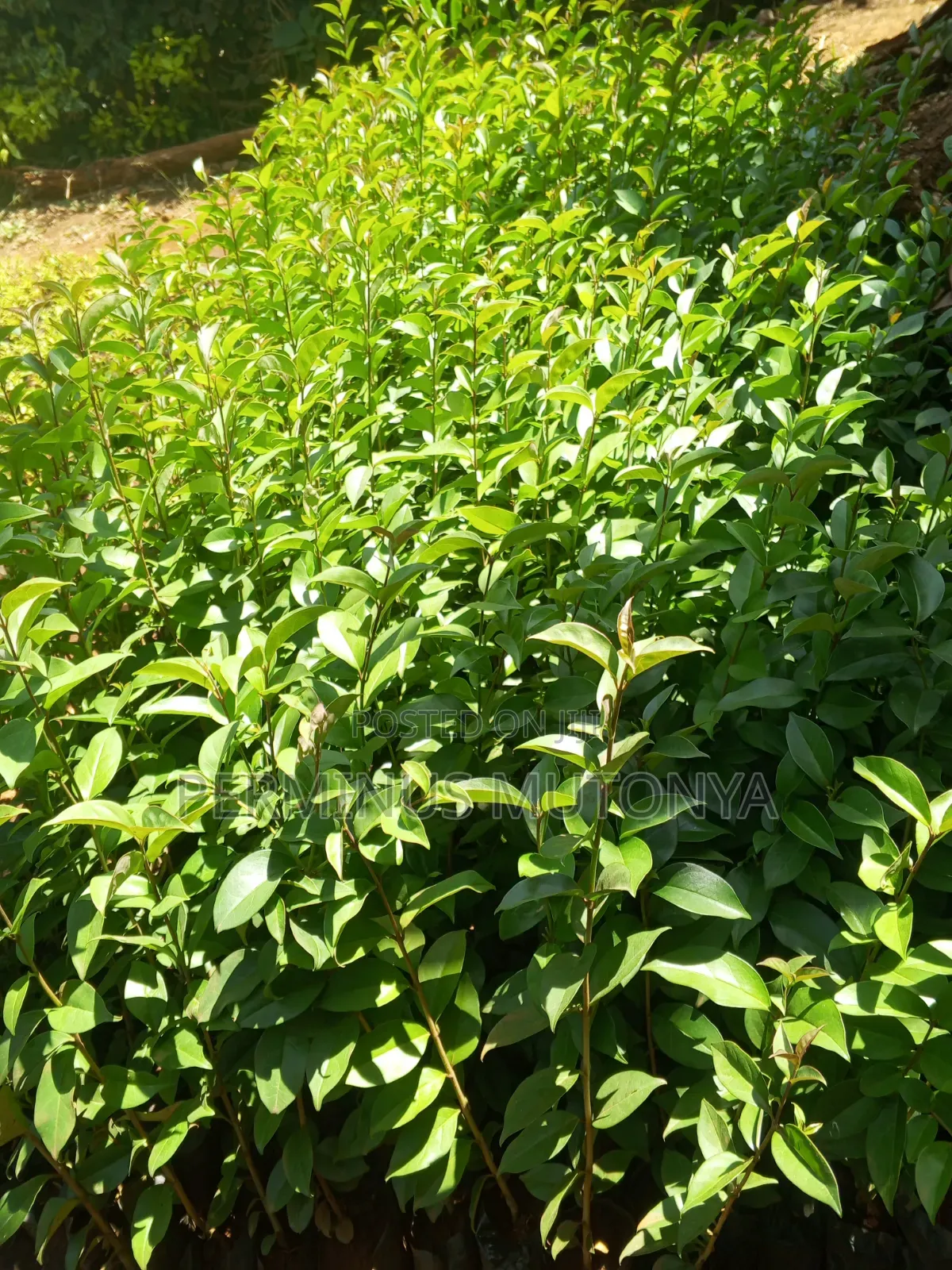 Japonica Hedge Seedlings