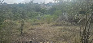 Kashani Plots