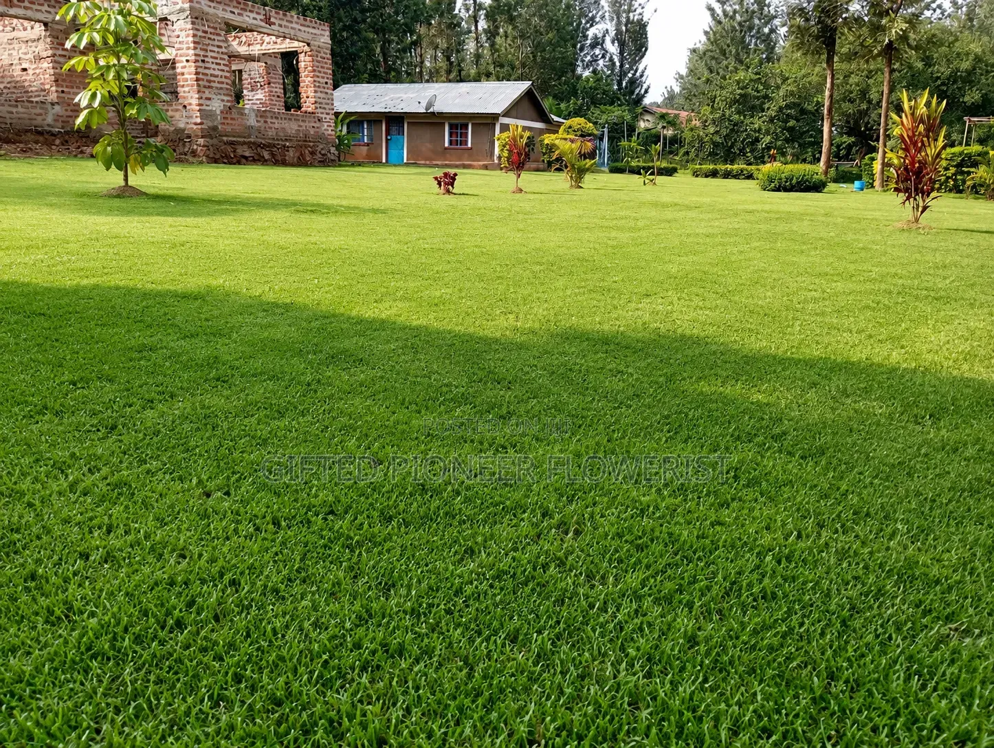 Red Top Soil /Pemba Grass(General Landscaping Solutions )