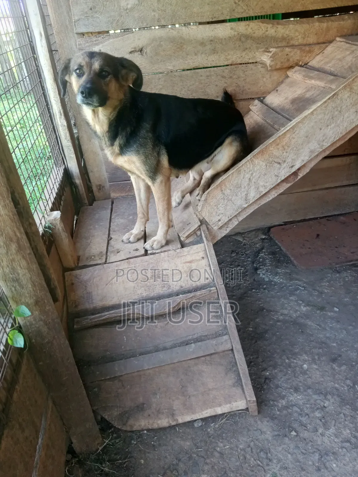 1+ year Female Purebred German Shepherd