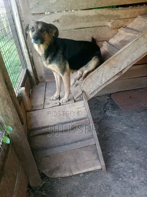 1+ year Female Purebred German Shepherd