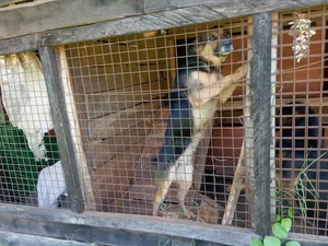 1+ year Female Purebred German Shepherd
