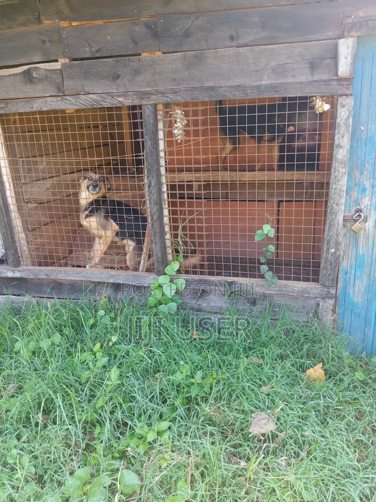 1+ year Female Purebred German Shepherd