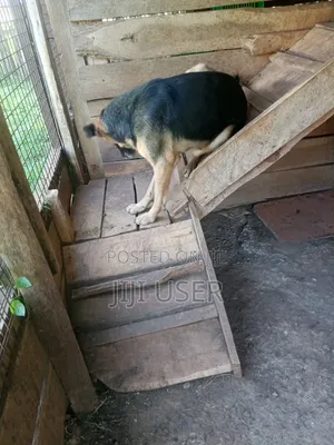1+ year Female Purebred German Shepherd