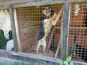 1+ year Female Purebred German Shepherd