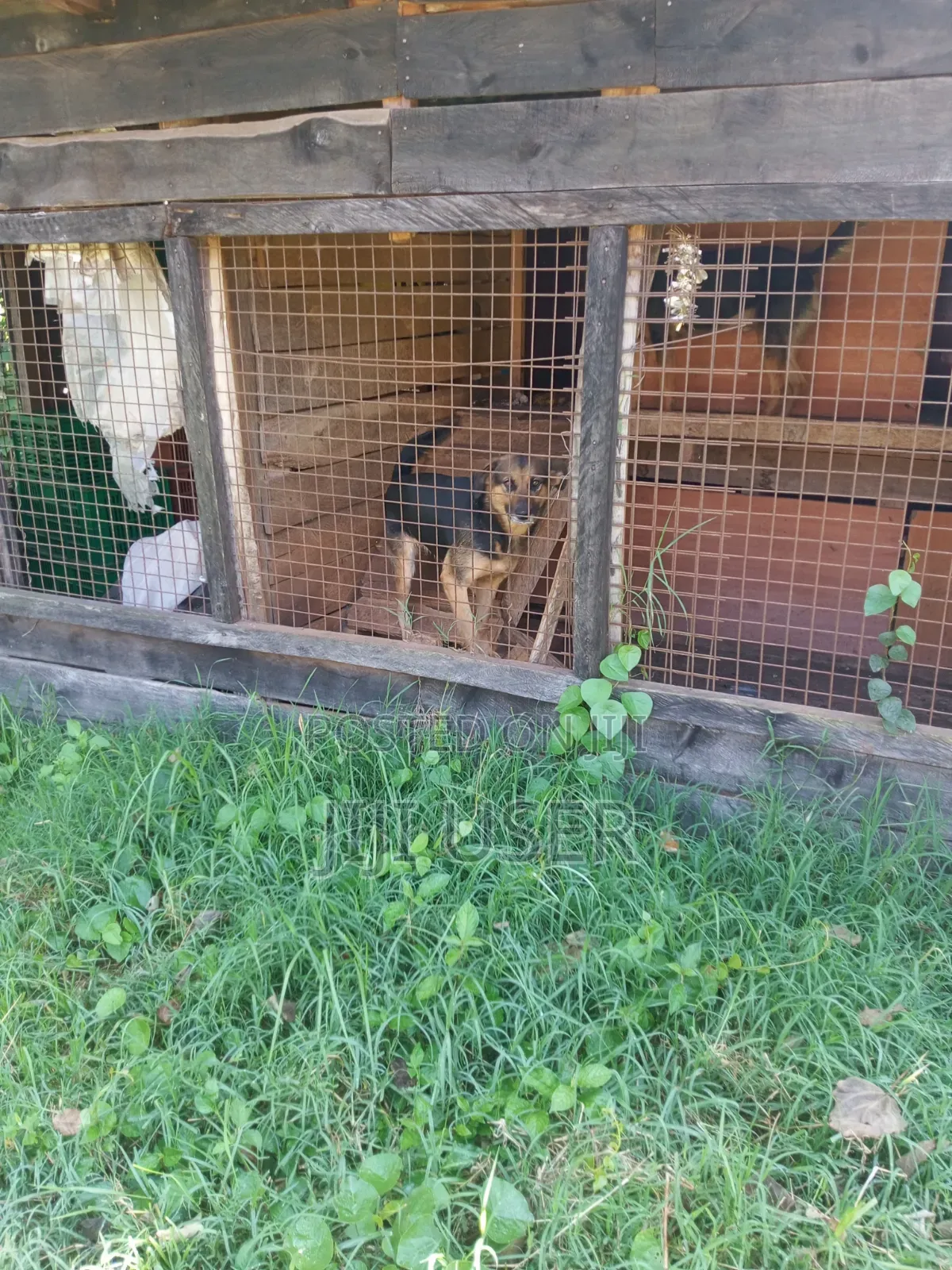 1+ year Female Purebred German Shepherd