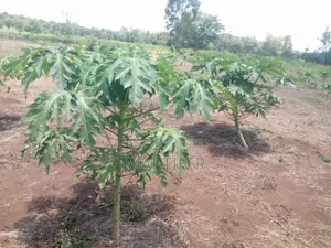 Prime Agricultural Farm Land in Kiagu Meru