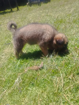 1-3 months Female Purebred Caucasian Shepherd