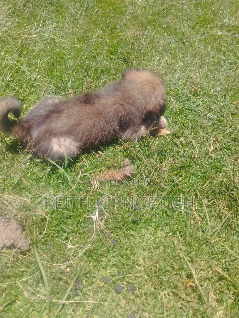 1-3 months Female Purebred Caucasian Shepherd