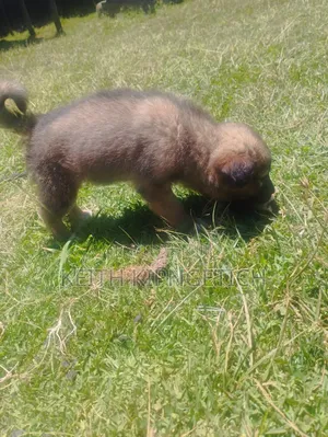 1-3 months Female Purebred Caucasian Shepherd