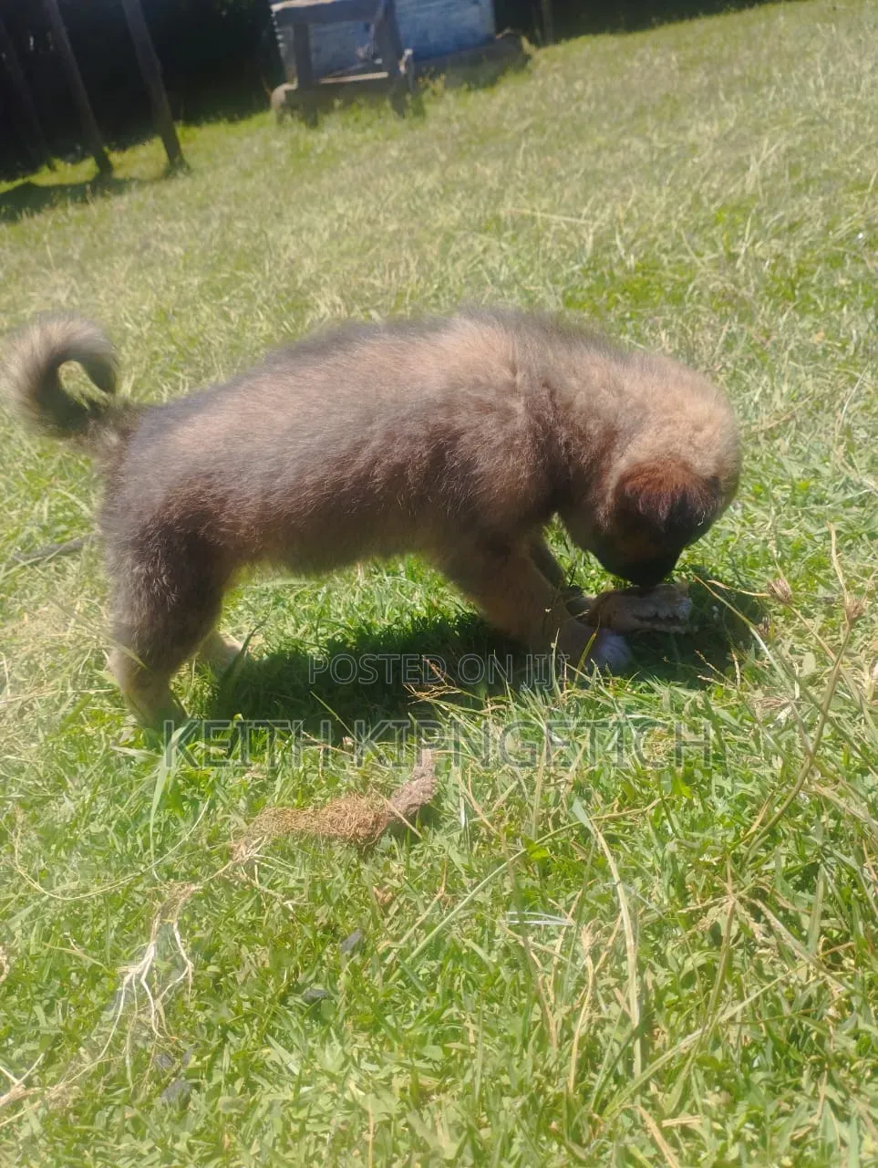 1-3 months Female Purebred Caucasian Shepherd