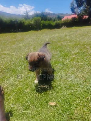 1-3 months Female Purebred Caucasian Shepherd