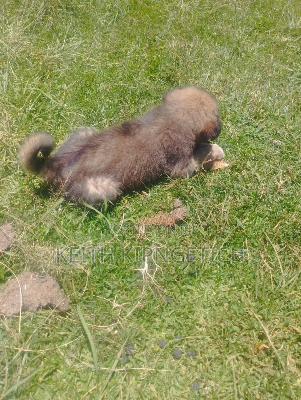 1-3 months Female Purebred Caucasian Shepherd