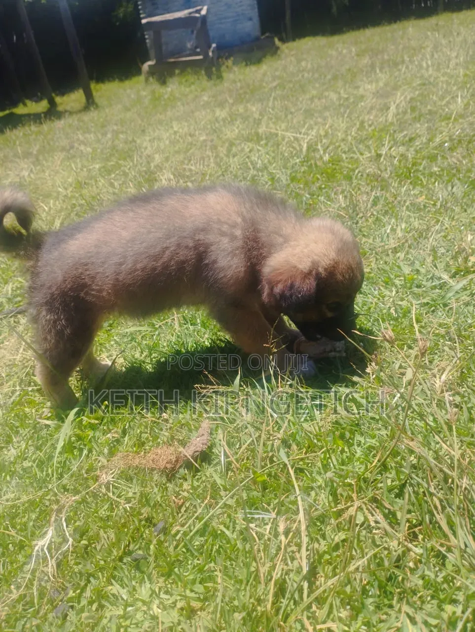1-3 months Female Purebred Caucasian Shepherd