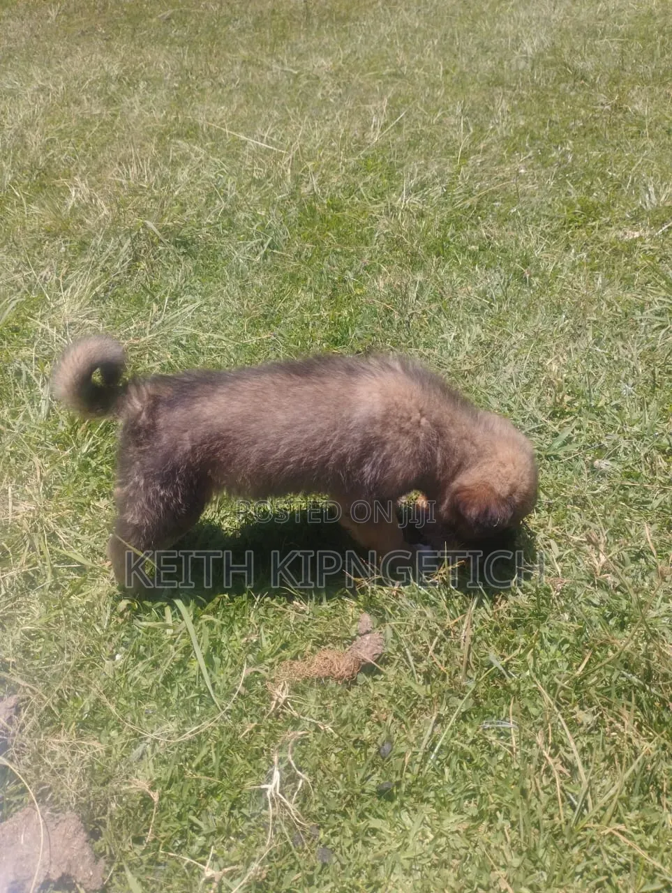 1-3 months Female Purebred Caucasian Shepherd