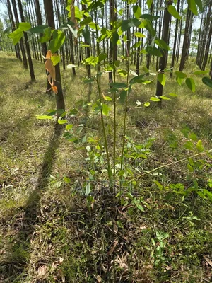 20 Acre Land for Lease in Homa Bay
