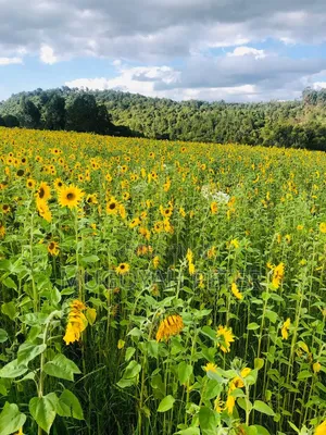 Thirty Three Acre Farm for Sale in Nyandarua