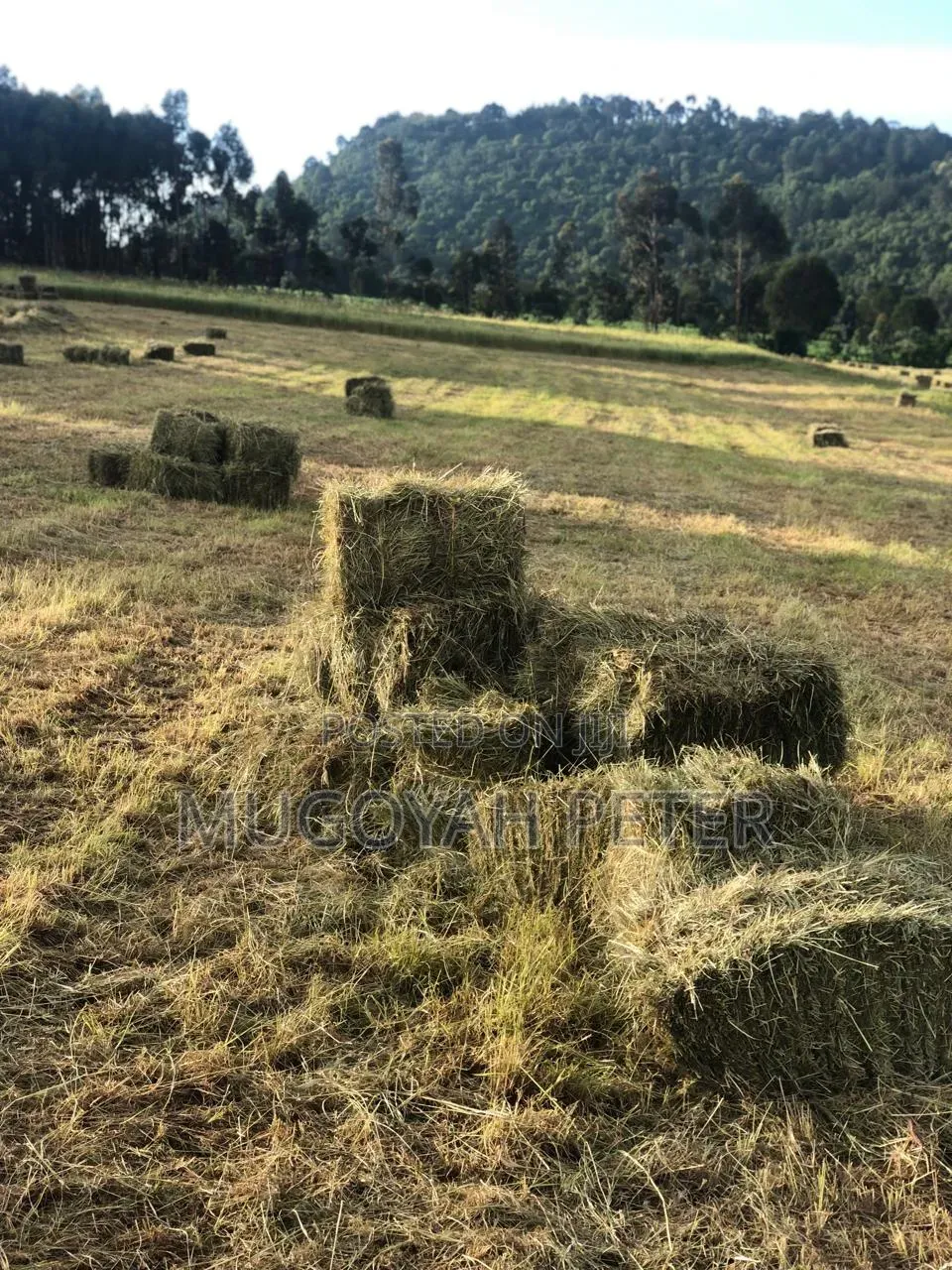 Thirty Three Acre Farm for Sale in Nyandarua