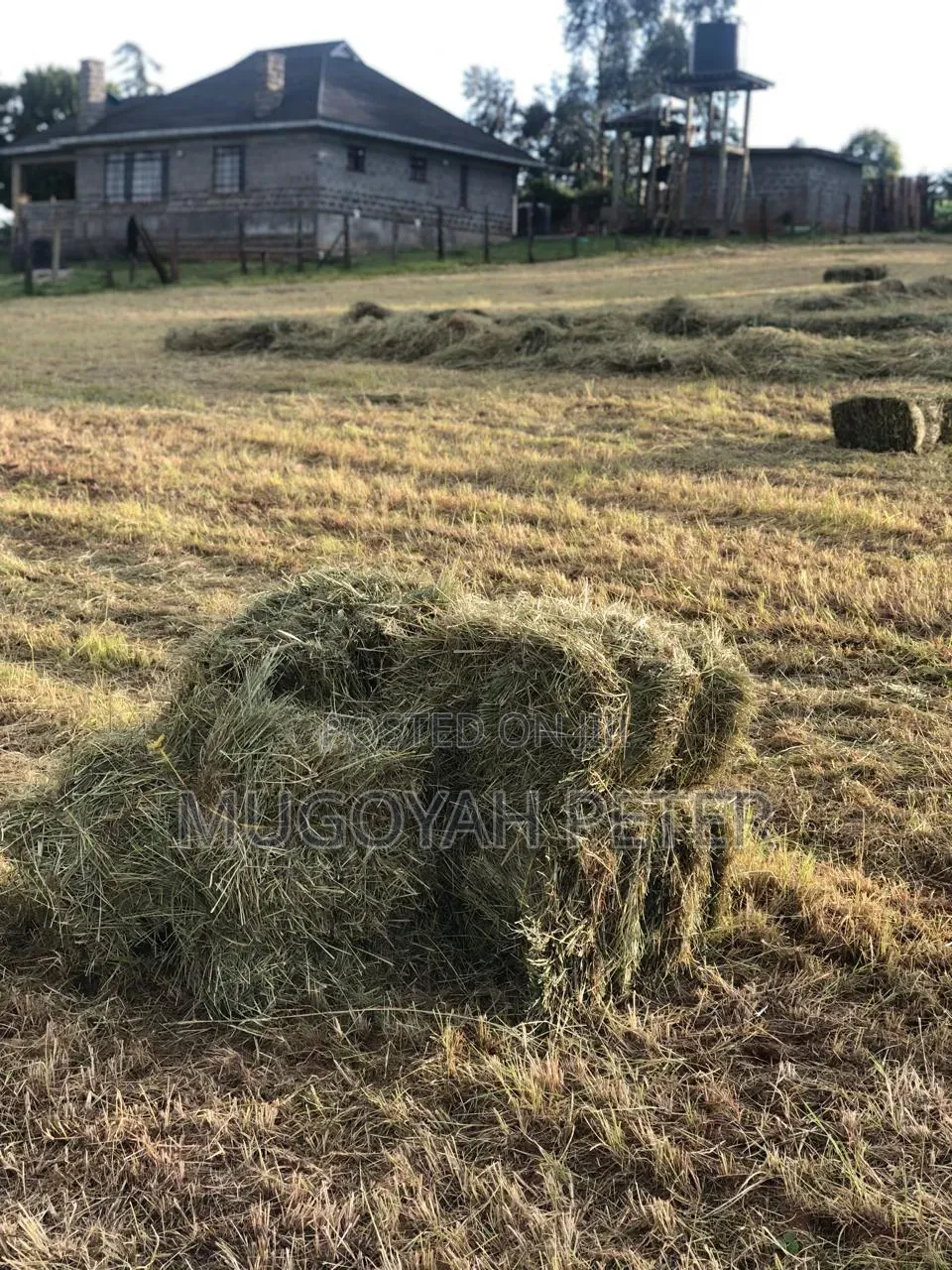 Thirty Three Acre Farm for Sale in Nyandarua
