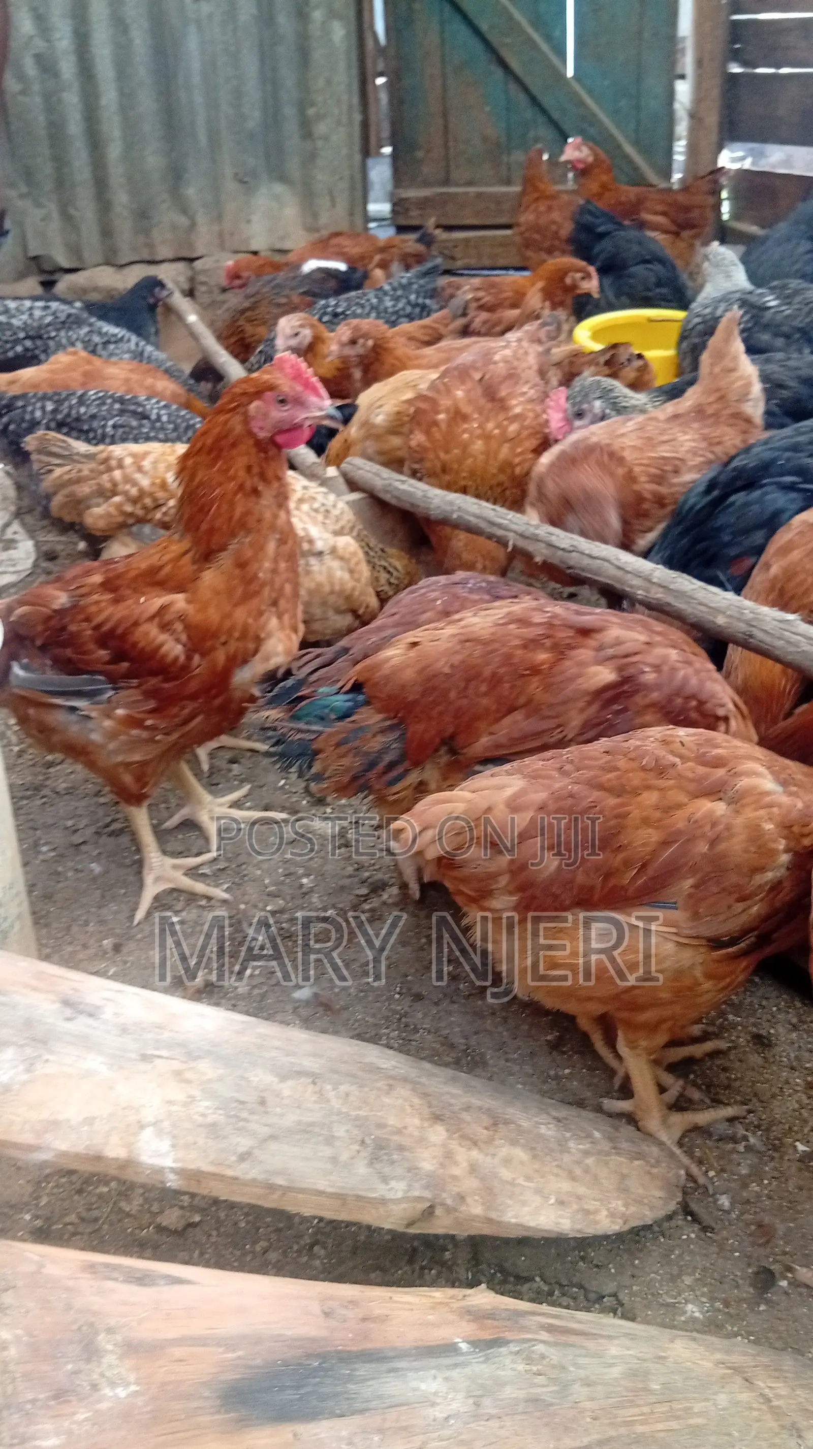 Improved Kienyeji Chicken