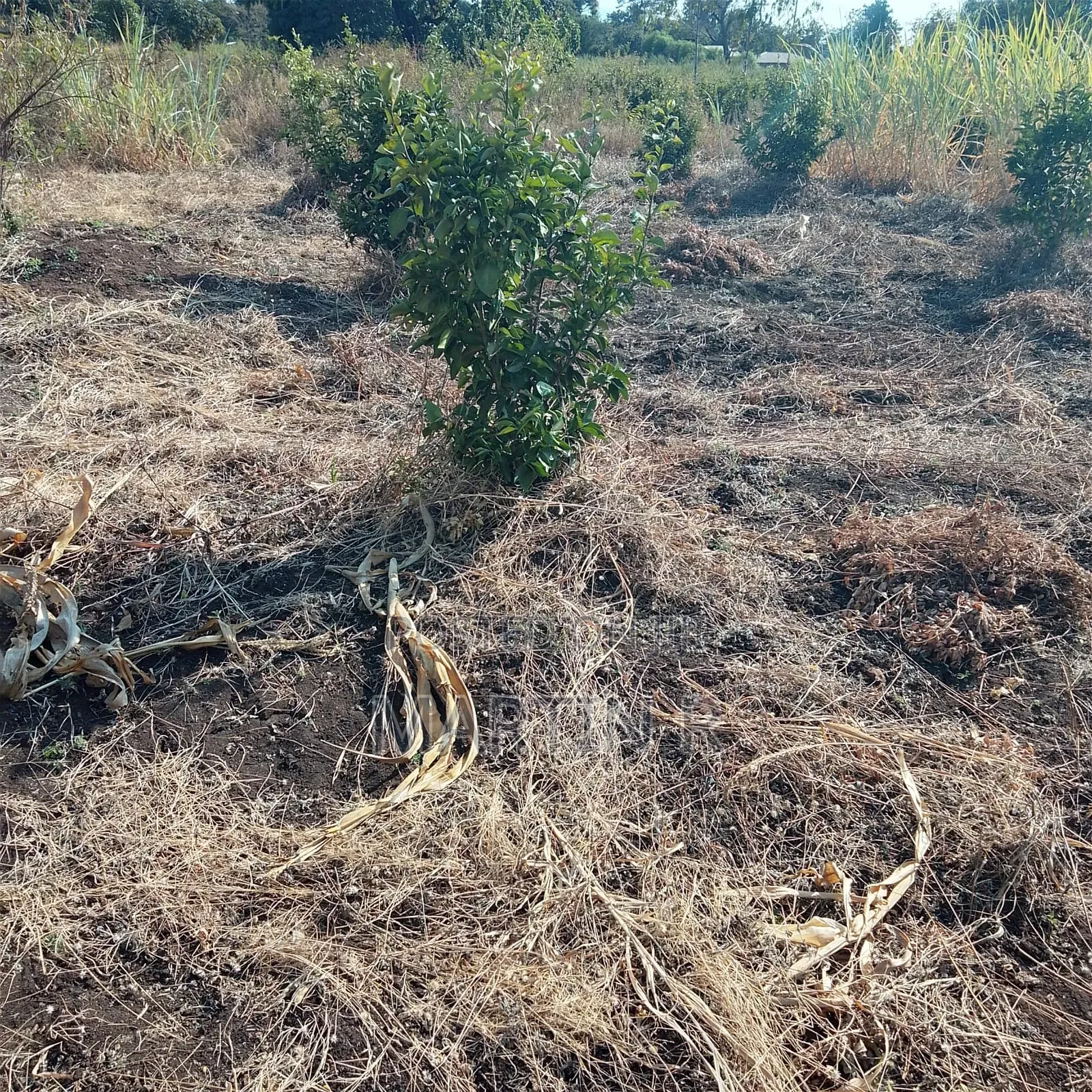 Prime Agricultural Farm Land in Kiagu Meru