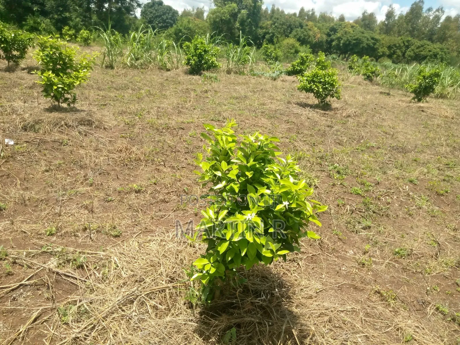 Prime Agricultural Farm Land in Kiagu Meru
