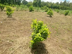 Prime Agricultural Farm Land in Kiagu Meru