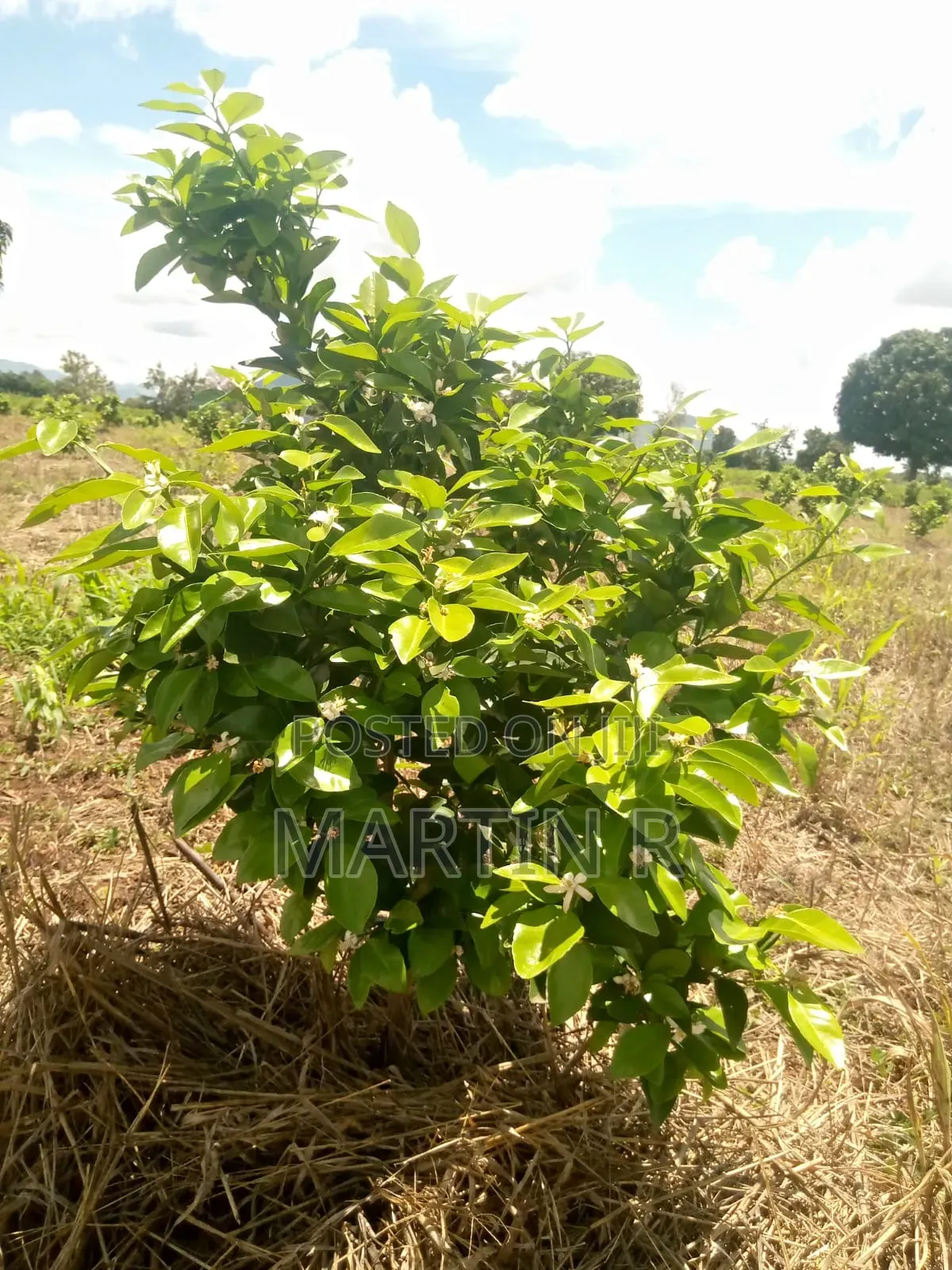 Prime Agricultural Farm Land in Kiagu Meru