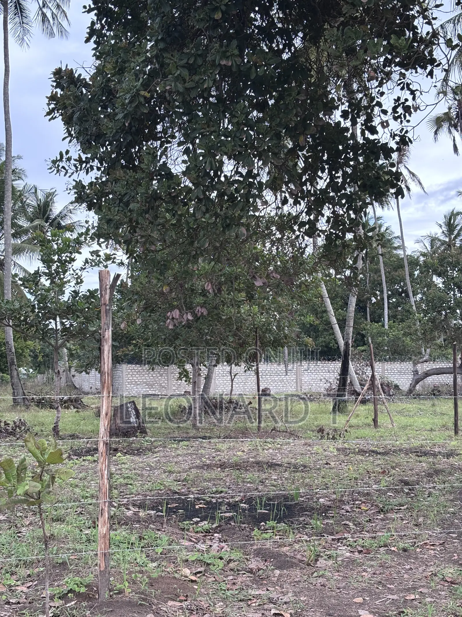 Quarter Acre Plot for Sale – Diani