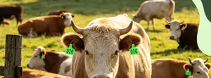 Cattle Recognition Medium Ear Tags