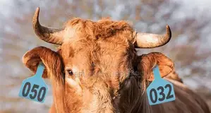 Large Numbered Livestock Marked Ear Z- Tags