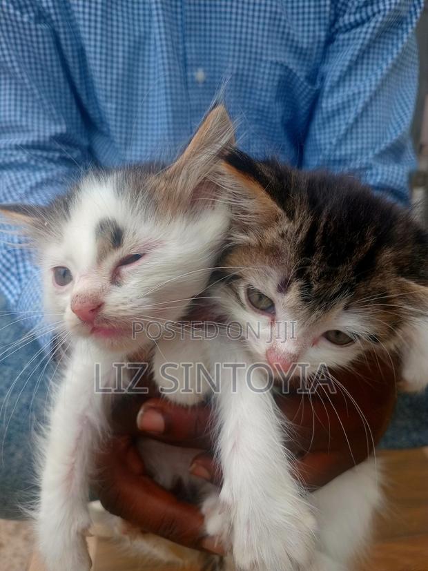 1-3 months Female Purebred American Shorthair