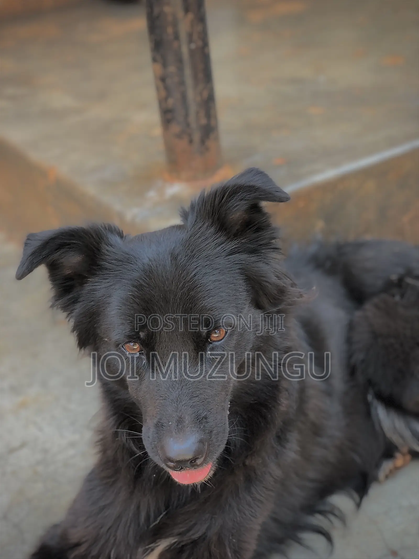 1+ year Female Mixed Breed Border Collie
