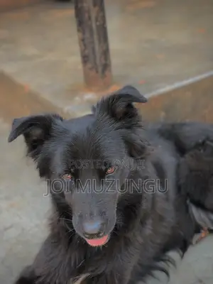 1+ year Female Mixed Breed Border Collie