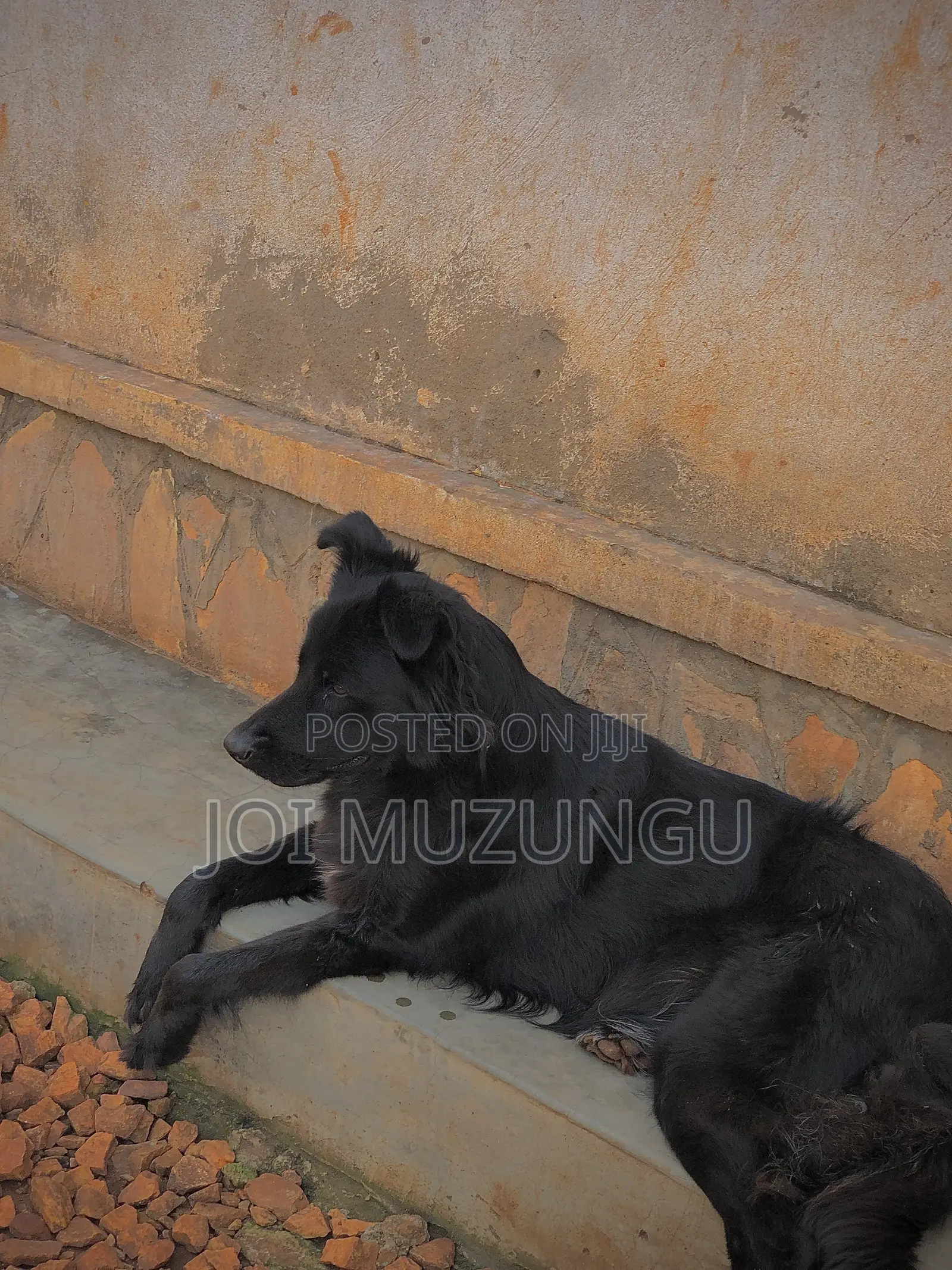 1+ year Female Mixed Breed Border Collie