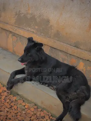 1+ year Female Mixed Breed Border Collie
