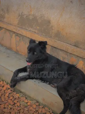 1+ year Female Mixed Breed Border Collie