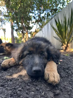 1-3 months Male Purebred German Shepherd