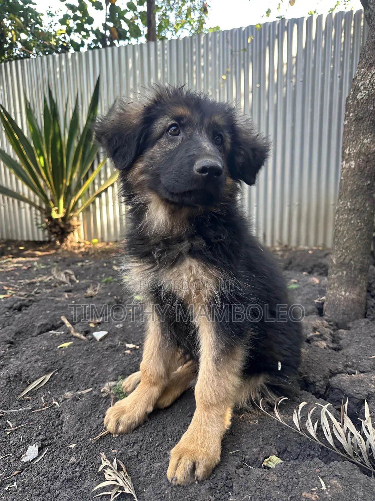 1-3 months Male Purebred German Shepherd