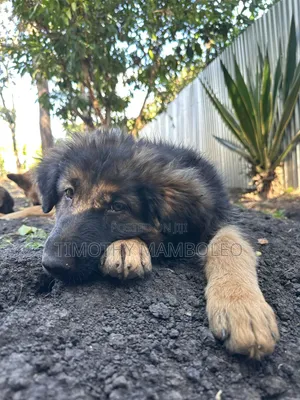 1-3 months Male Purebred German Shepherd