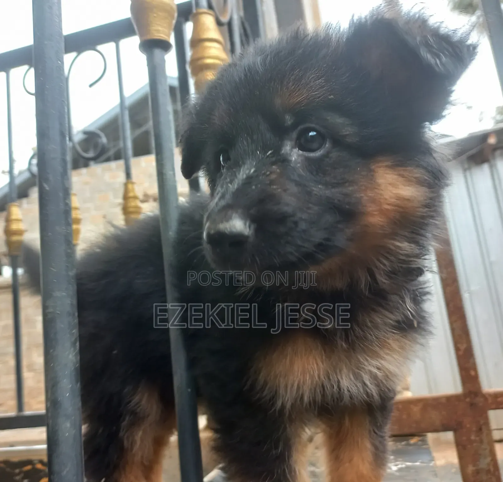1-3 months Female Purebred German Shepherd