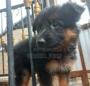 1-3 months Female Purebred German Shepherd