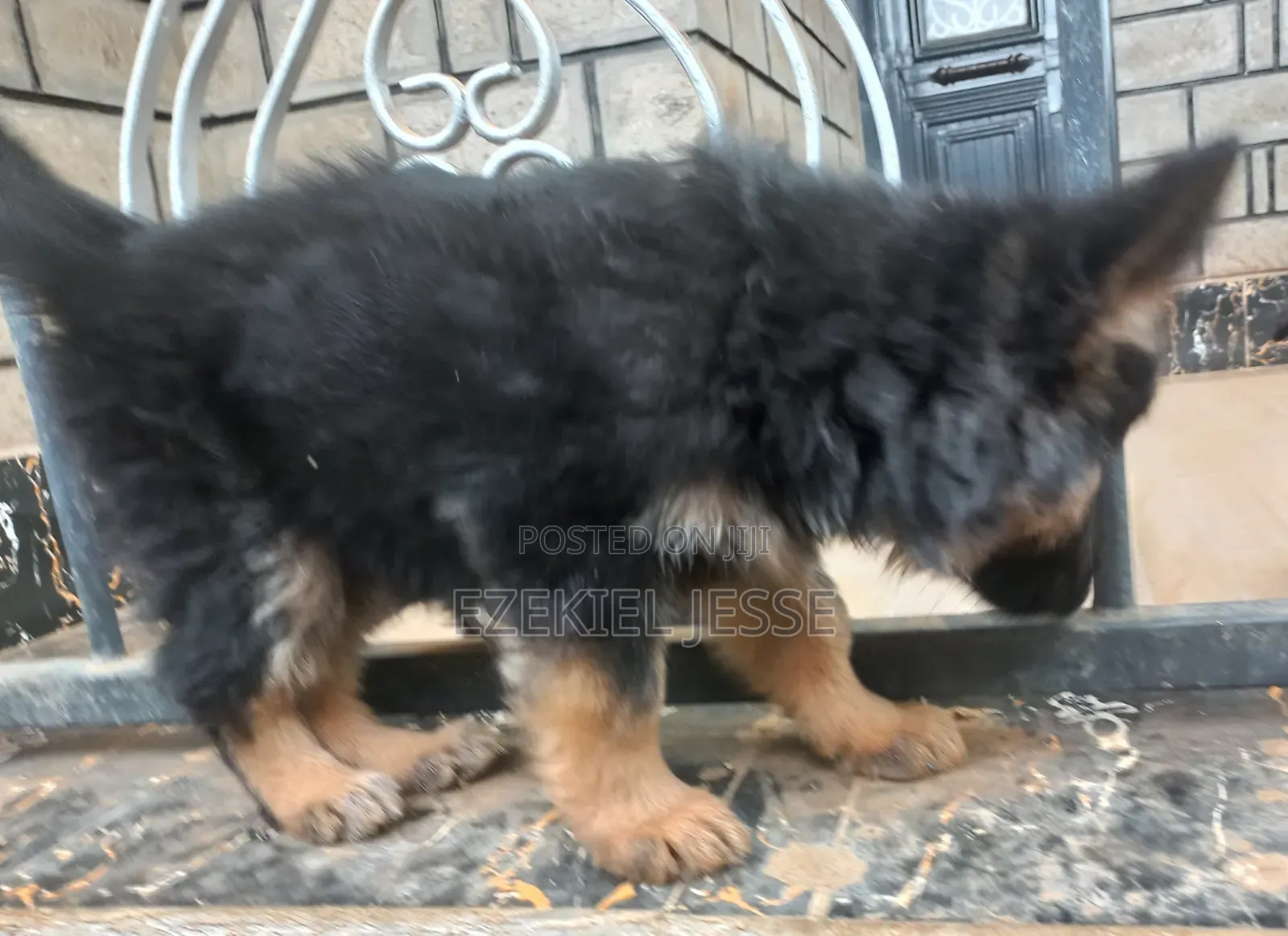 1-3 months Female Purebred German Shepherd