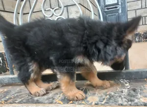 1-3 months Female Purebred German Shepherd