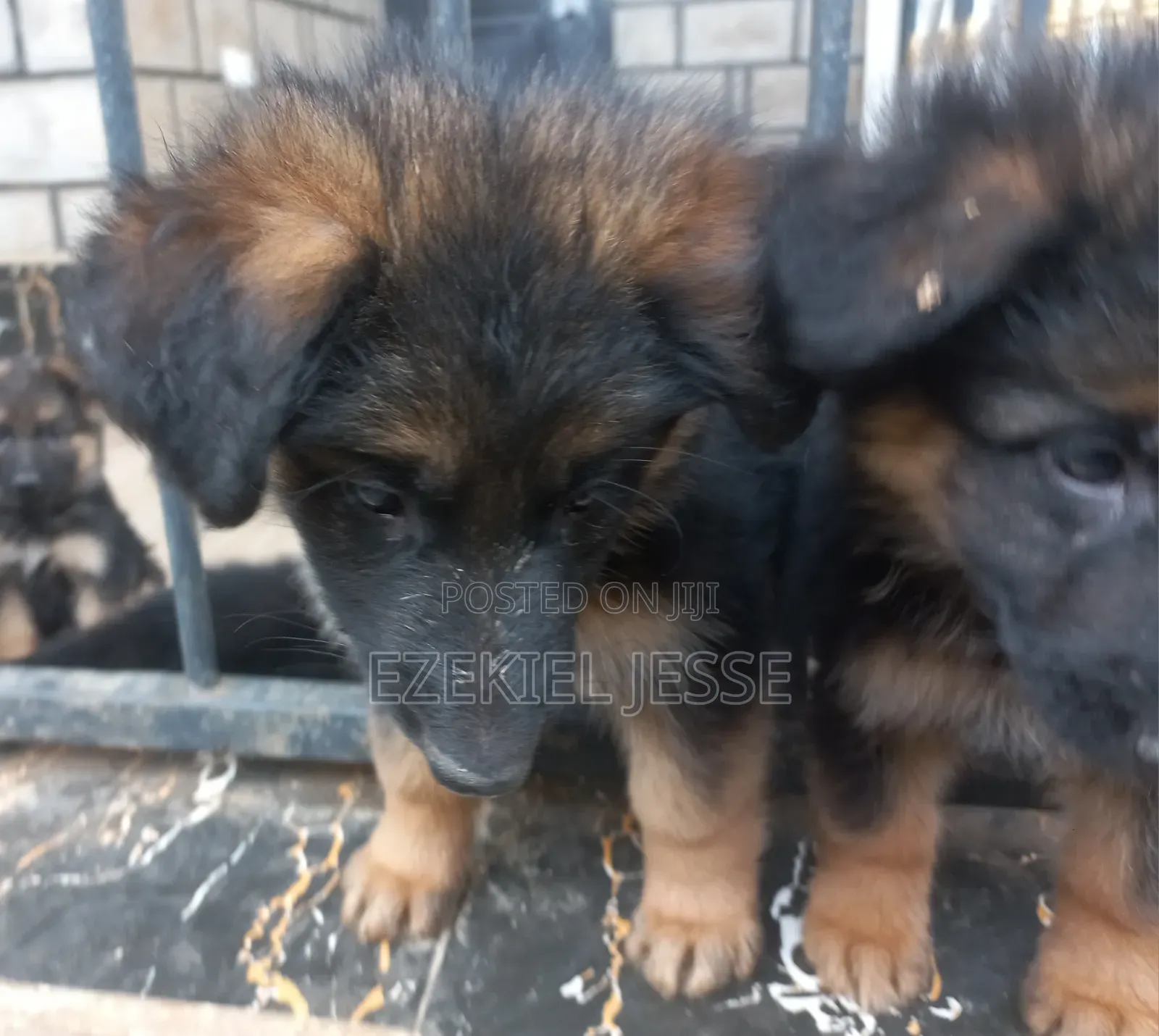 1-3 months Female Purebred German Shepherd