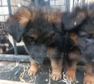 1-3 months Female Purebred German Shepherd