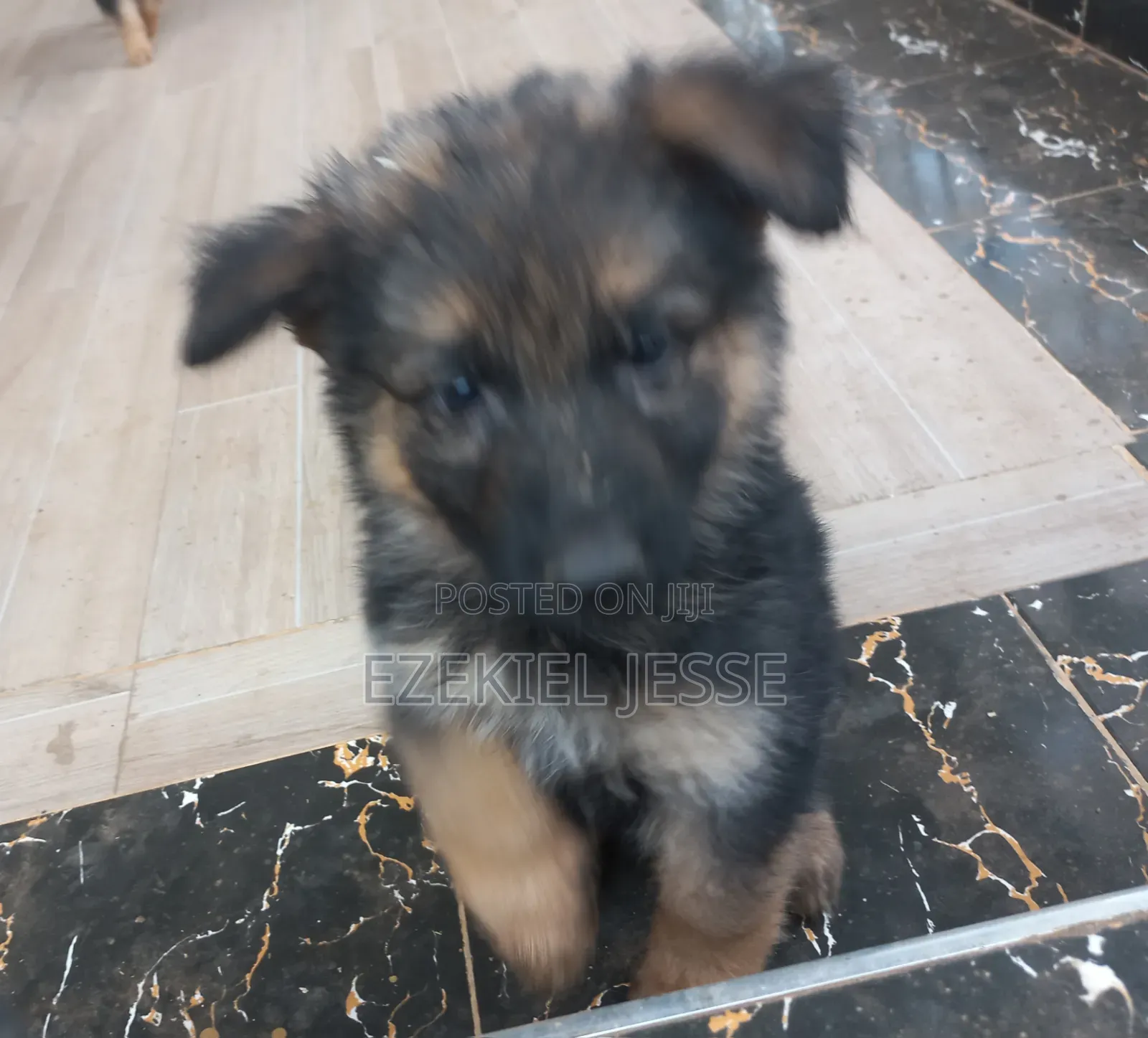 1-3 months Female Purebred German Shepherd